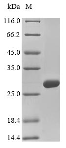 Greater than 90% as determined by SDS-PAGE.Recombinant Mouse Collagen alpha-2 (COL4A2) Protein (His-sumostar)