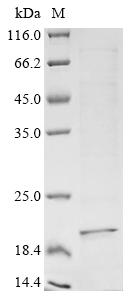 Greater than 85% as determined by SDS-PAGE.Recombinant Human Collagen alpha-1 (COL8A1) Protein (His)