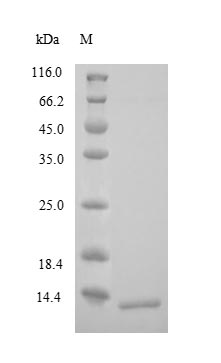 Greater than 90% as determined by SDS-PAGE.Recombinant Human Corticotropin-Releasing Factor Receptor 1 (CRHR1) Protein (His)