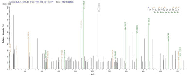 Based on the SEQUEST from database of Yeast host and target protein, the LC-MS/MS Analysis result of this product could indicate that this peptide derived from Yeast-expressed Rattus norvegicus (Rat) Crygb.