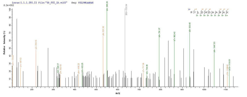 Based on the SEQUEST from database of Yeast host and target protein, the LC-MS/MS Analysis result of this product could indicate that this peptide derived from Yeast-expressed Rattus norvegicus (Rat) Crygb.