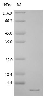 Greater than 85% as determined by SDS-PAGE.