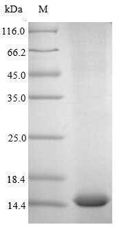 Greater than 90% as determined by SDS-PAGE.
