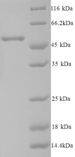 Greater than 90% as determined by SDS-PAGE.
