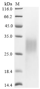 Greater than 90% as determined by SDS-PAGE.