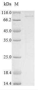Greater than 85% as determined by SDS-PAGE.