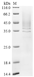 Greater than 90% as determined by SDS-PAGE.