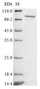 Greater than 85% as determined by SDS-PAGE.Recombinant Human Cytochrome P450 4F8 (CYP4F8) Protein (His)