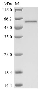 Greater than 85% as determined by SDS-PAGE.Recombinant Mycobacterium Tuberculosis Lanosterol 14-Alpha Demethylase (CYP51) Protein (His&Myc)