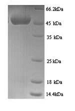 Greater than 90% as determined by SDS-PAGE.Recombinant Mouse Ccn Family Member 1 (CCN1) Protein (His)
