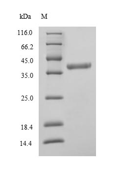 Greater than 90% as determined by SDS-PAGE.Recombinant Human D-Amino-Acid Oxidase (DAO) Protein (His)