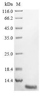 Greater than 90% as determined by SDS-PAGE.Recombinant Mouse Acyl-Coa-Binding Protein (DBI) Protein (His)