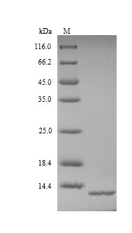 Greater than 90% as determined by SDS-PAGE.