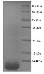 Greater than 90% as determined by SDS-PAGE.