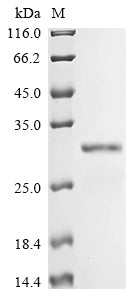 Greater than 90% as determined by SDS-PAGE.