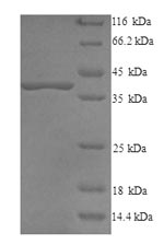 Greater than 90% as determined by SDS-PAGE.