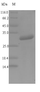 Greater than 90% as determined by SDS-PAGE.Recombinant Mouse Alpha-Defensin 1 (DEFA1) Protein (GST)