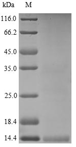 Greater than 90% as determined by SDS-PAGE.Recombinant Human Neutrophil Defensin 3 (DEFA3) Protein (His)