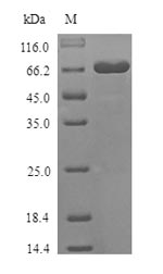 Greater than 90% as determined by SDS-PAGE.Recombinant Mouse Desmoglein-3 (DSG3) Protein (His)