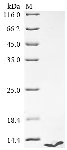 Greater than 85% as determined by SDS-PAGE.Recombinant Human Endothelin-3 (EDN3) Protein (His-Myc)