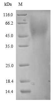Greater than 90% as determined by SDS-PAGE.Recombinant Human Endothelin-1 Receptor (EDNRA) Protein (His)