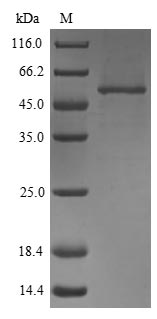 Greater than 90% as determined by SDS-PAGE.Recombinant Mouse Egf-Containing Fibulin-Like Extracellular Matrix Protein 1 (EFEMP1) Protein (His)