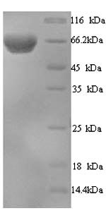 Greater than 90% as determined by SDS-PAGE.