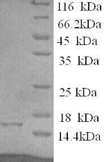 Greater than 90% as determined by SDS-PAGE.Recombinant Human Eukaryotic Translation Initiation Factor 4E-Binding Protein 2 (EIF4EBP2) Protein (His)