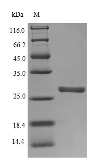Greater than 90% as determined by SDS-PAGE.Recombinant Human Neutrophil Elastase (ELANE) Protein (His)