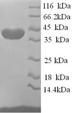 Greater than 90% as determined by SDS-PAGE.Recombinant Human Elav-Like Protein 2 (ELAVL2) Protein (His)