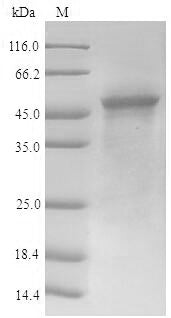 Greater than 90% as determined by SDS-PAGE.Recombinant Human Alpha-Enolase (ENO1) Protein (His-Myc)