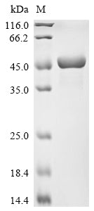 Greater than 90% as determined by SDS-PAGE.Recombinant Mouse Alpha-Enolase (ENO1) Protein (His)