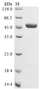 Greater than 90% as determined by SDS-PAGE.Recombinant Mouse Beta-Enolase (ENO3) Protein (His)