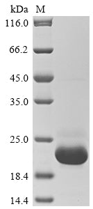 Greater than 90% as determined by SDS-PAGE.