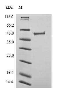 Greater than 90% as determined by SDS-PAGE.Recombinant Human Transcriptional Regulator Erg (ERG) Protein (His)
