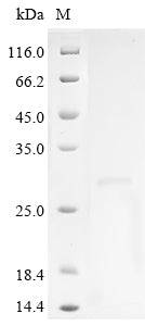 Greater than 90% as determined by SDS-PAGE.Recombinant Human Estrogen Receptor (ESR1) Protein (His-Myc)