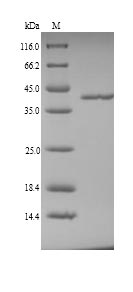 Greater than 90% as determined by SDS-PAGE.Recombinant Pig Coagulation Factor Xii (F12) Protein (His)