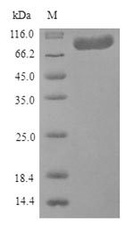 Greater than 90% as determined by SDS-PAGE.Recombinant Human Coagulation Factor Xiii A Chain (F13A1) Protein (His)