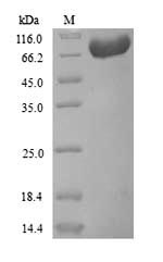 Greater than 90% as determined by SDS-PAGE.Recombinant Human Prothrombin (F2) Protein (His)