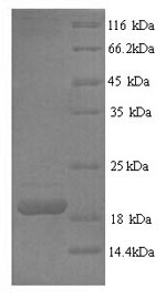 Greater than 90% as determined by SDS-PAGE.