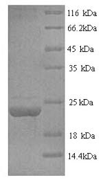 Greater than 90% as determined by SDS-PAGE.