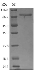 Greater than 85% as determined by SDS-PAGE.Recombinant Human Fibulin-1 (FBLN1) Protein (Myc&His)