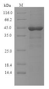 Greater than 90% as determined by SDS-PAGE.