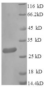 Greater than 90% as determined by SDS-PAGE.Recombinant Human Igg Receptor Fcrn Large Subunit P51 (FCGRT) Protein (His)