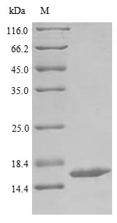 Greater than 85% as determined by SDS-PAGE.Recombinant Bovine Adrenodoxin, Mitochondrial (FDX1) Protein (His)