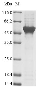 Greater than 85% as determined by SDS-PAGE.
