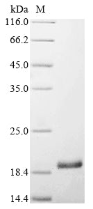 Greater than 90% as determined by SDS-PAGE.