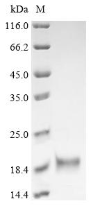 Greater than 90% as determined by SDS-PAGE.Recombinant Chicken Fibroblast Growth Factor 2 (FGF2) Protein (His)