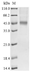 Greater than 85% as determined by SDS-PAGE.Recombinant Human Fibroblast Growth Factor Receptor 1 (FGFR1) Protein (His)