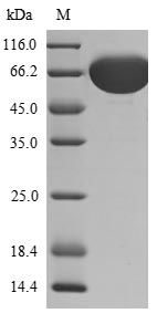 Greater than 85% as determined by SDS-PAGE.